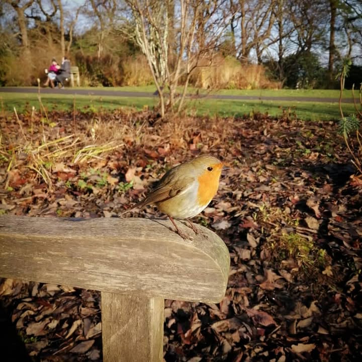 This Robin brought a wonderful message to one our members visiting …