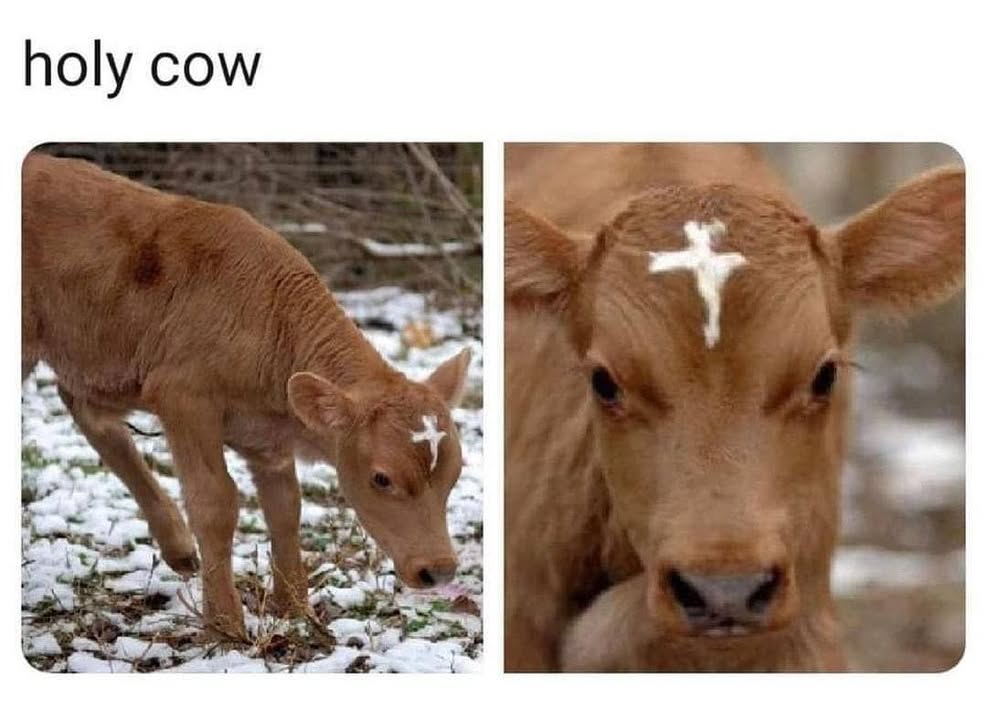 😇🐮 It’s Monday morning!