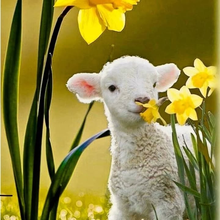 Happy St.David’s Day everyone!