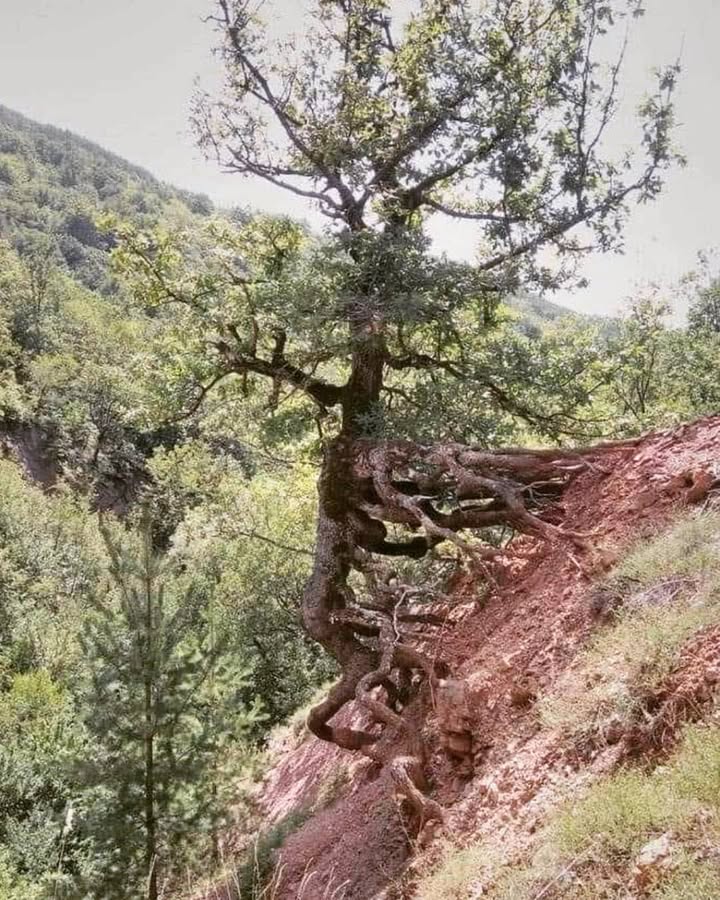 This tree has every reason to give up…but it hasn’t!