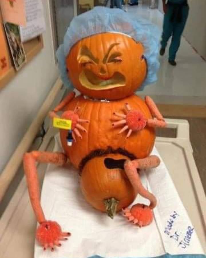This is where pumpkins come from!