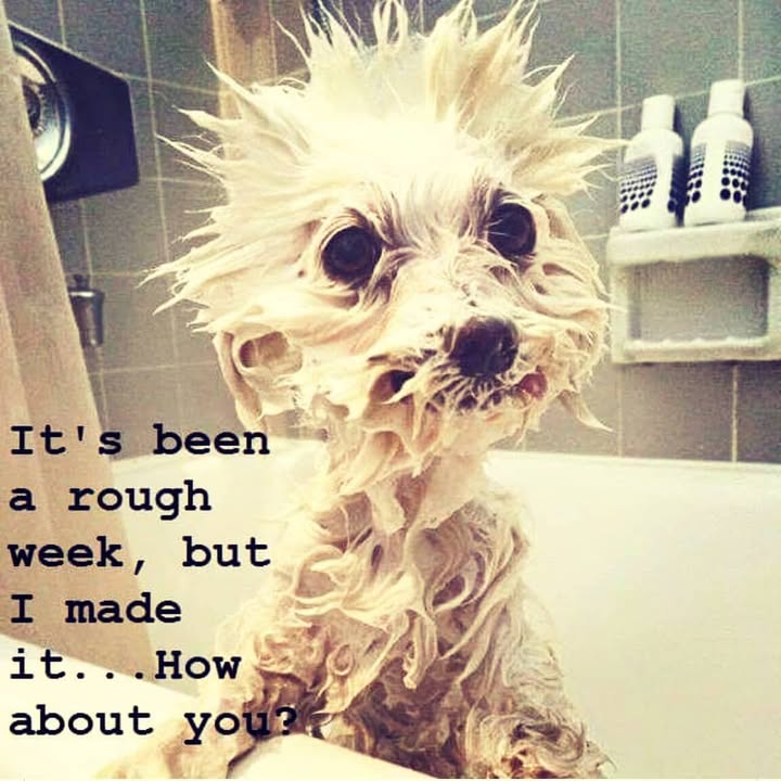 Happy Friday everyone!