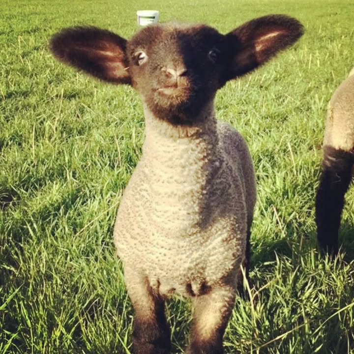 Ears to a great weekend!