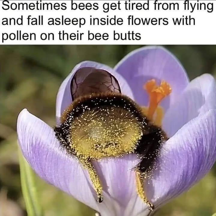 Who doesn’t need to see a bee butt!