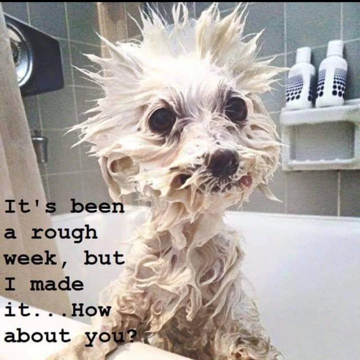 Happy Friday everyone!