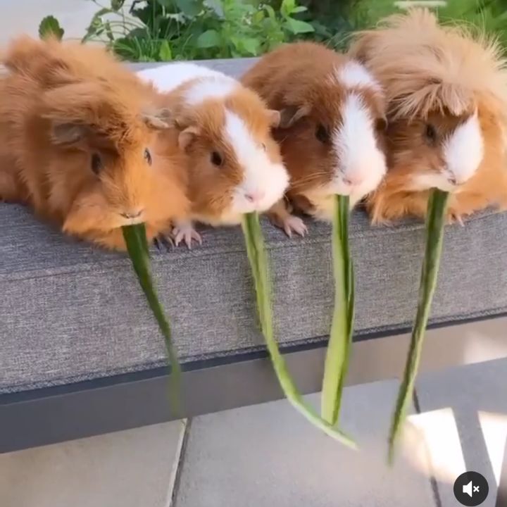 https://www.instagram.com/tv/CUuEXzqgSFk/?utm_medium=copy_link